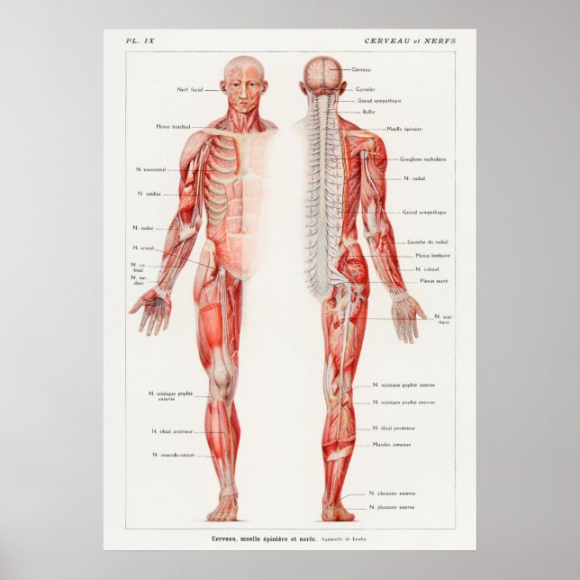 Vintage Anatomiskt Fransk Sjukdomsdiagram Poster (Framsidan)