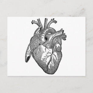 Vintage Anatomiskt hjärta Vykort