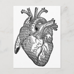 Vintage Anatomiskt hjärta Vykort