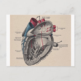 Vintage Anatomiskt hjärta Vykort