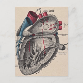Vintage Anatomiskt hjärta Vykort