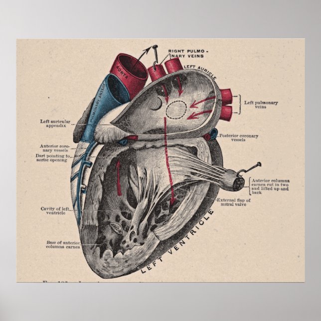 Vintage Anatomiskt hjärtdiagram Poster (Framsidan)