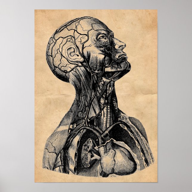 Vintage Anatomiskt illustration av överkroppen Poster (Framsidan)