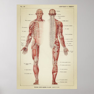 Vintage Anatomiskt illustration Poster