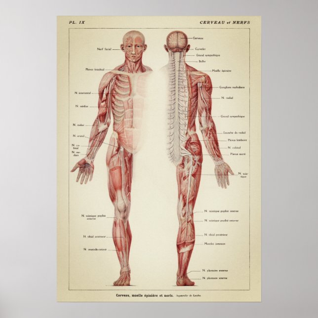 Vintage Anatomiskt illustration Poster (Framsidan)
