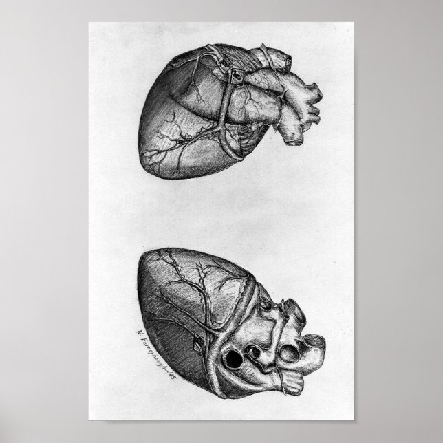 Vintage Anatomiskt illustration Poster (Framsidan)