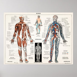 Vintage Anatomiskt illustration Poster