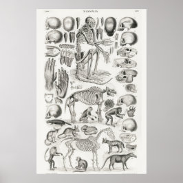 Vintage Anatomiskt illustration Poster
