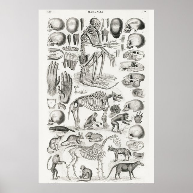 Vintage Anatomiskt illustration Poster (Framsidan)
