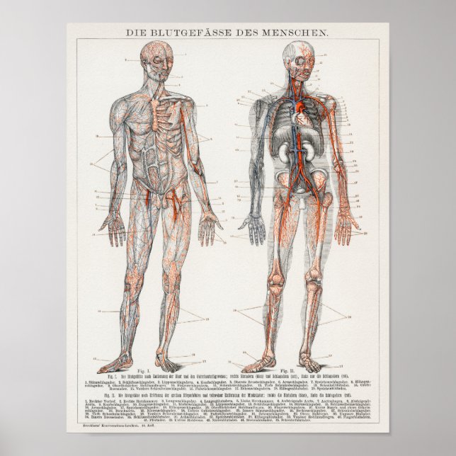Vintage Anatomiskt illustration Poster (Framsidan)