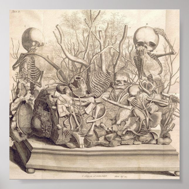 Vintage Anatomiskt illustration Poster (Framsidan)