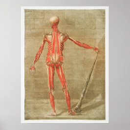 Vintage Anatomiskt illustration Poster