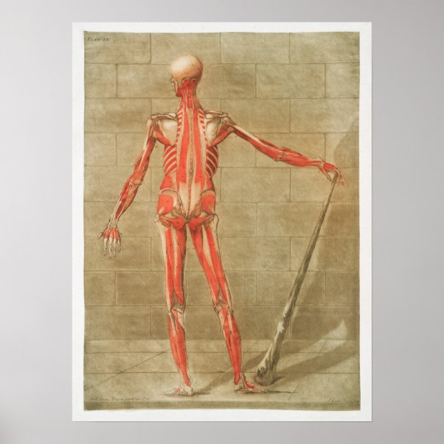 Vintage Anatomiskt illustration Poster (Framsidan)