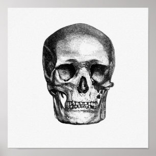 Vintage Anatomiskt illustration Poster