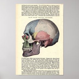 Vintage Anatomiskt illustration Poster