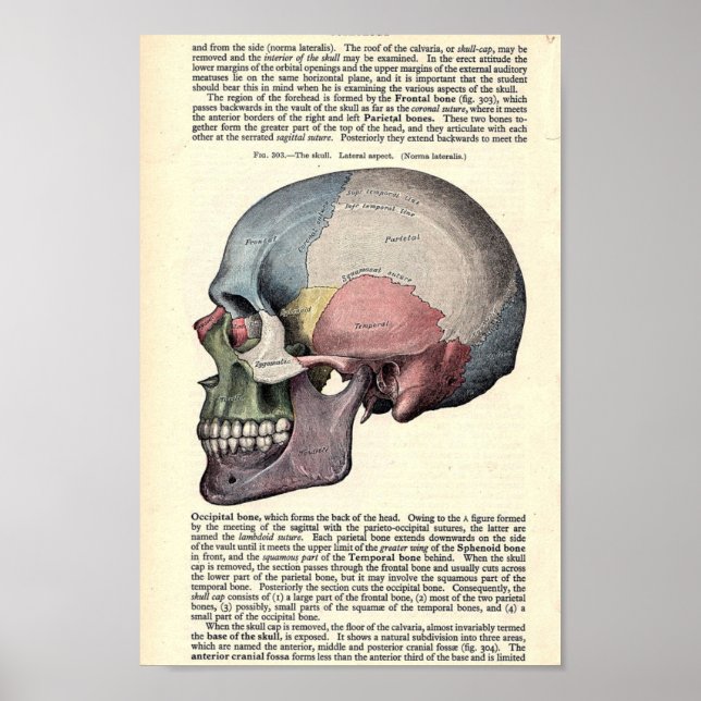 Vintage Anatomiskt illustration Poster (Framsidan)