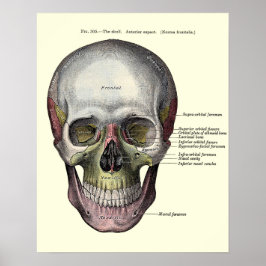 Vintage Anatomiskt illustration Poster