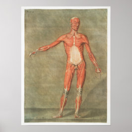 Vintage Anatomiskt illustration Poster