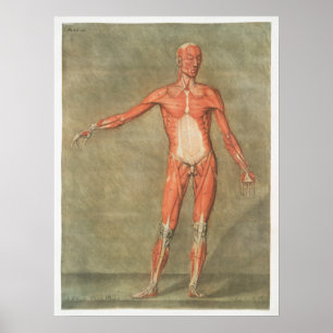 Vintage Anatomiskt illustration Poster