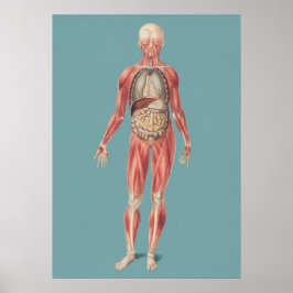 Vintage Anatomiskt illustration Poster