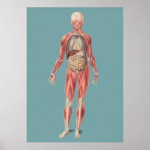 Vintage Anatomiskt illustration Poster