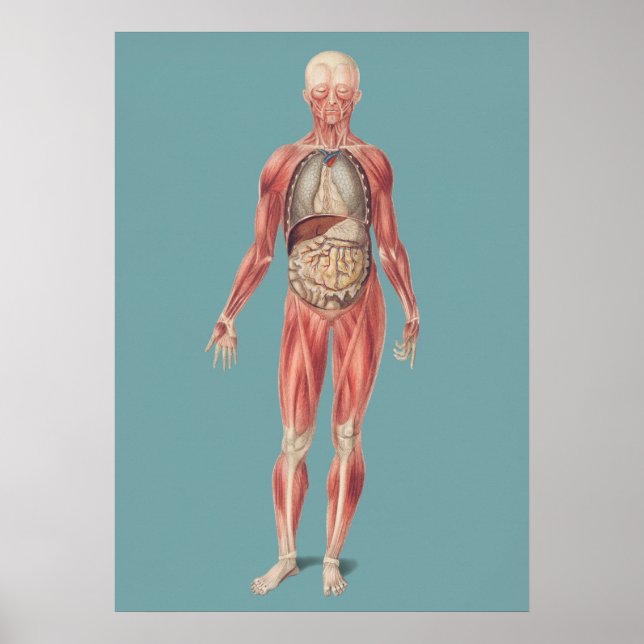 Vintage Anatomiskt illustration Poster (Framsidan)