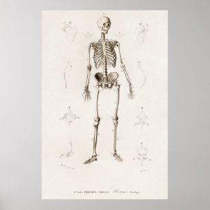 Vintage Anatomiskt illustration Poster