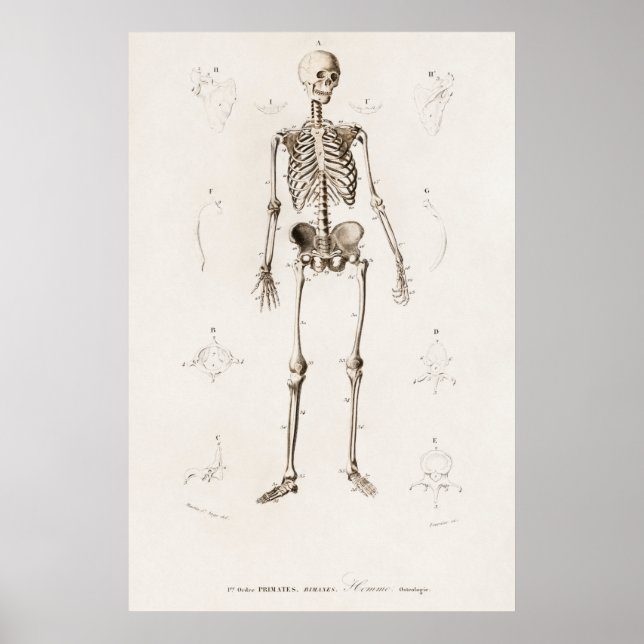 Vintage Anatomiskt illustration Poster (Framsidan)
