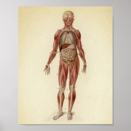 Vintage Anatomiskt illustration Poster