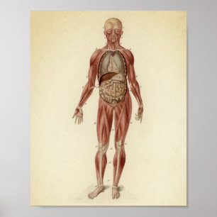 Vintage Anatomiskt illustration Poster