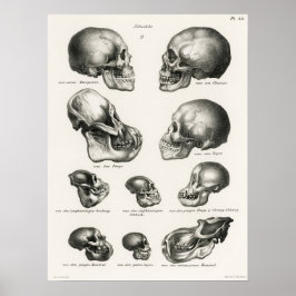 Vintage Anatomiskt illustration Poster