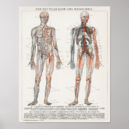 Vintage Anatomiskt illustration Poster