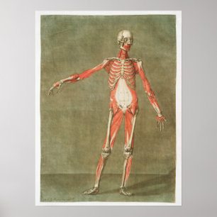 Vintage Anatomiskt illustration Poster