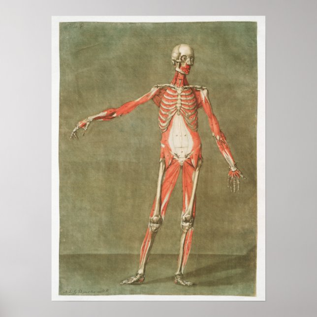 Vintage Anatomiskt illustration Poster (Framsidan)