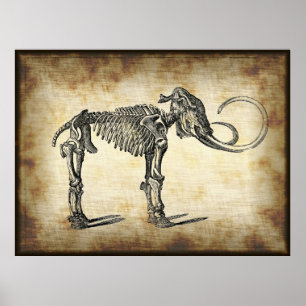 Vintage Anatomiskt mammoxidaur- block Poster