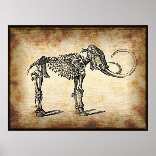 Vintage Anatomiskt mammoxidaur- block Poster (Framsidan)