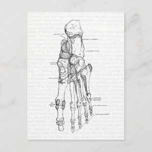 Vintage Anatomy Art Bones of the Foot Vykort