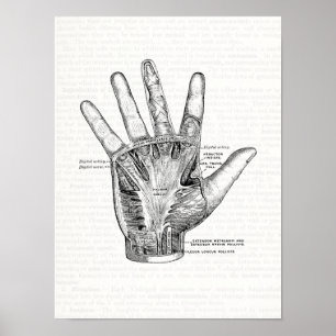 Vintage Anatomy Art Handflatan of the Hand Poster