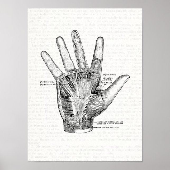 Vintage Anatomy Art Handflatan of the Hand Poster (Framsidan)