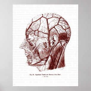 Vintage Anatomy Art Nerves of the Human Head Poster