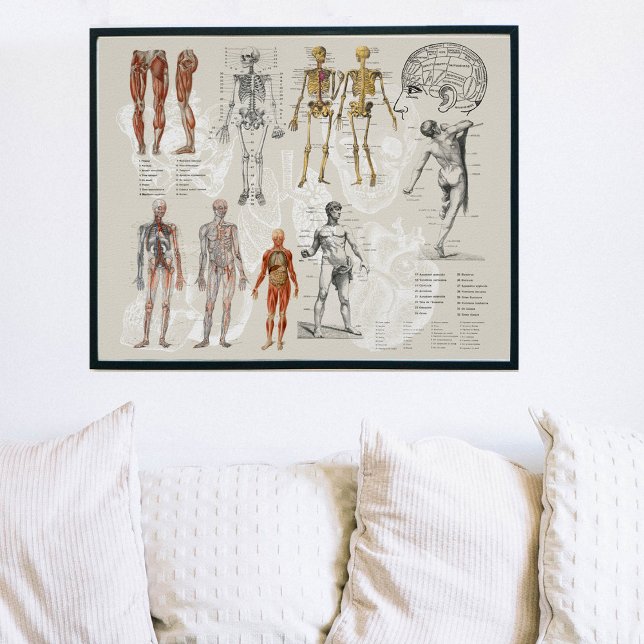 Vintage Anatomy Biology Illustrations Poster (Skapare uppladdad)