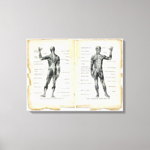 Vintage Anatomy Bok Pages Canvastryck