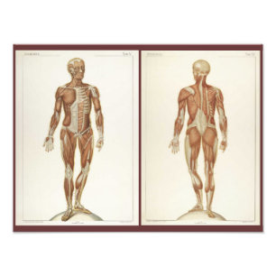 Vintage Anatomy Bok Pages Fototryck