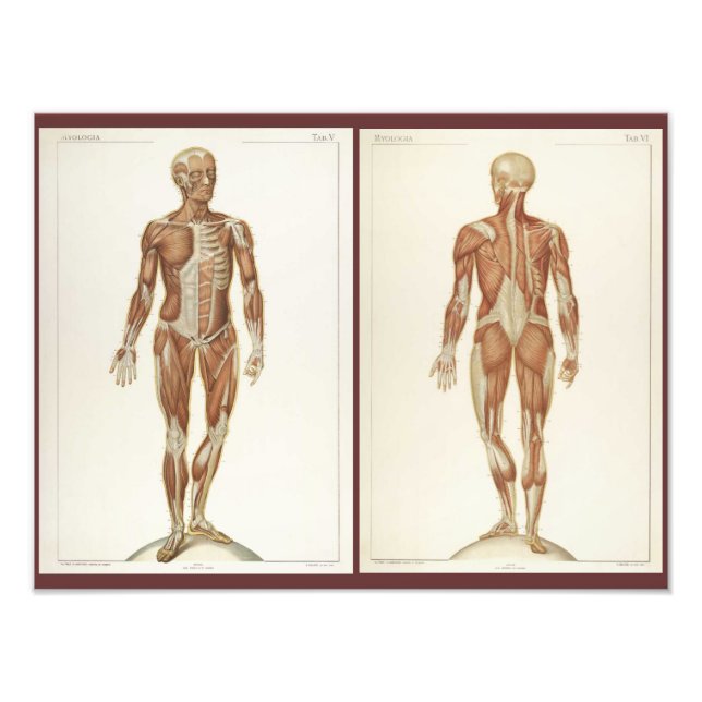 Vintage Anatomy Bok Pages Fototryck (Framsidan)