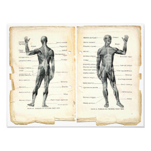 Vintage Anatomy Bok Pages Fototryck