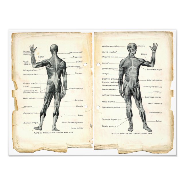 Vintage Anatomy Bok Pages Fototryck (Framsidan)