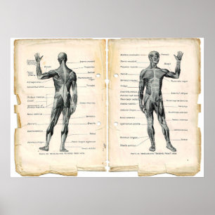 Vintage Anatomy Bok Pages Poster