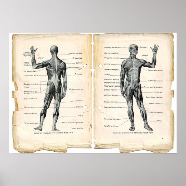 Vintage Anatomy Bok Pages Poster (Framsidan)