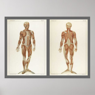 Vintage Anatomy Bok Pages Poster