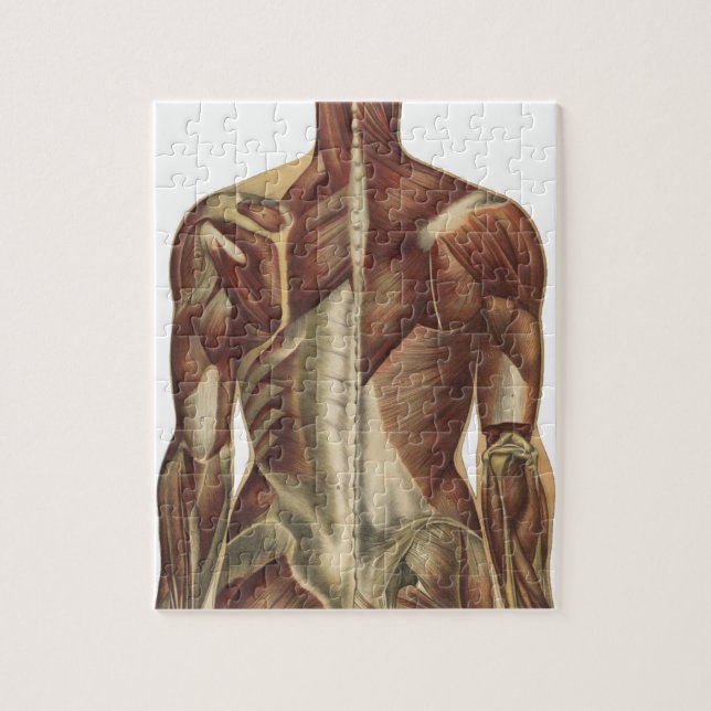 Vintage Anatomy Bok Pages Pussel (Vertikal)